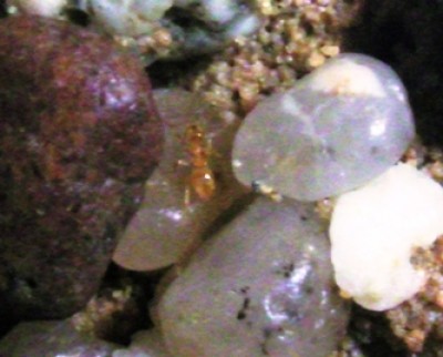 Arbeiterin outdoor.jpg