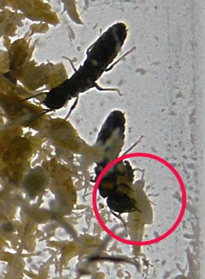 reticuli copy web.jpg