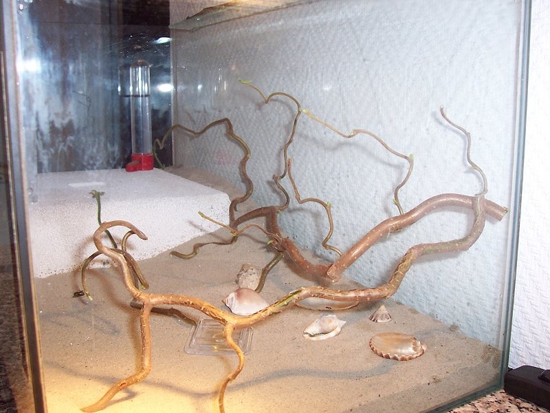 Übersicht von "Myrmics" Formicarium 3