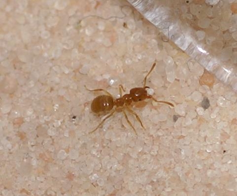 Lasius flavus