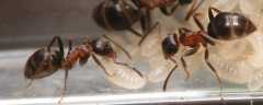 Lasius emarginatus / Workers