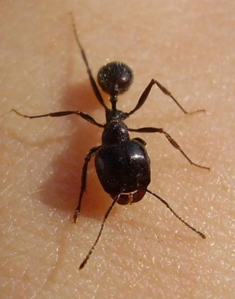 Messor structor (major)