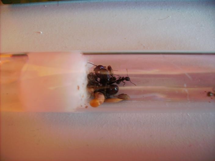 Messor barbarus