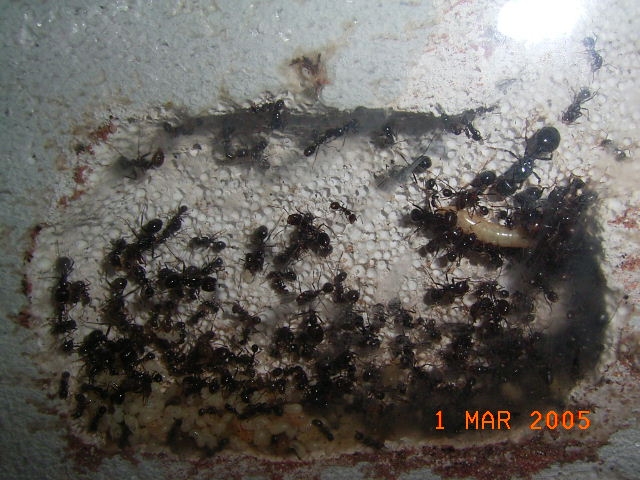 Messor barbarus