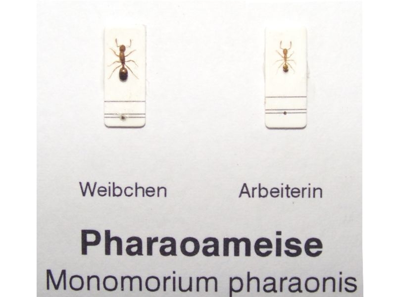 Pharaoameise - Monomorium pharaonis