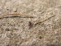 Myrmecina graminicola