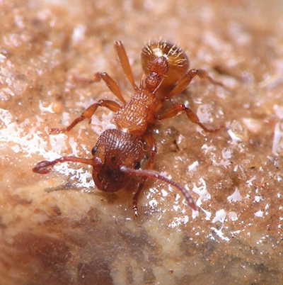 Myrmica scabrinodis / Worker