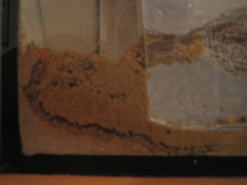 M. rubra will unter den Ytong graben