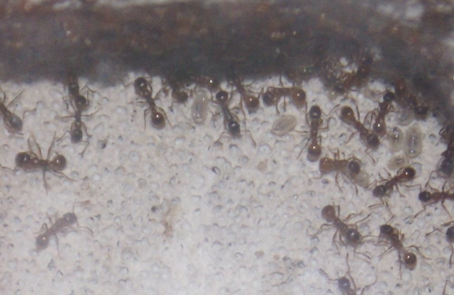 Myrmica rubra