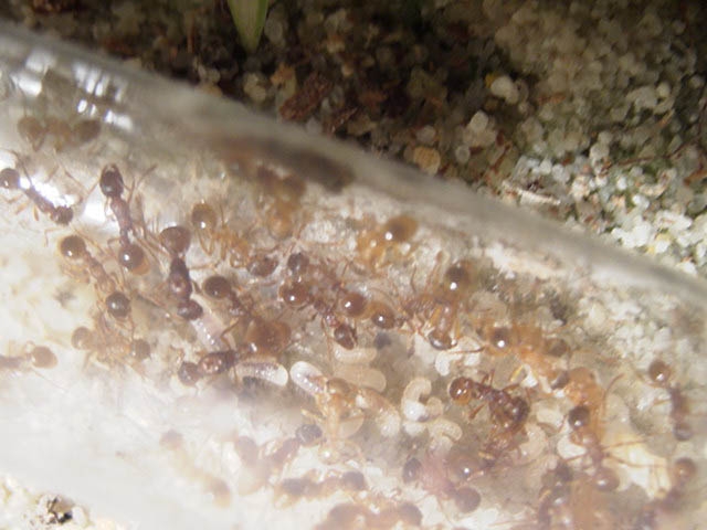 Myrmica sp.