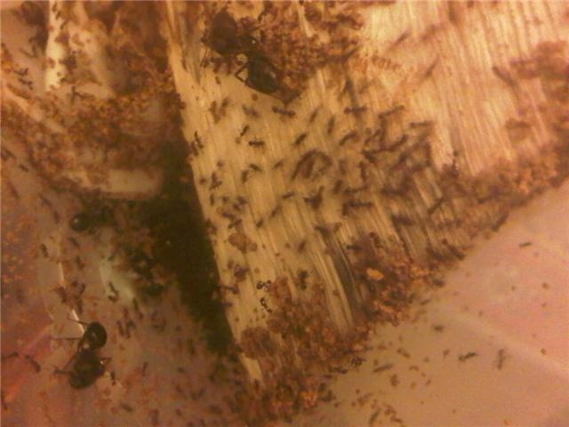 Ph Diversus Soil setup