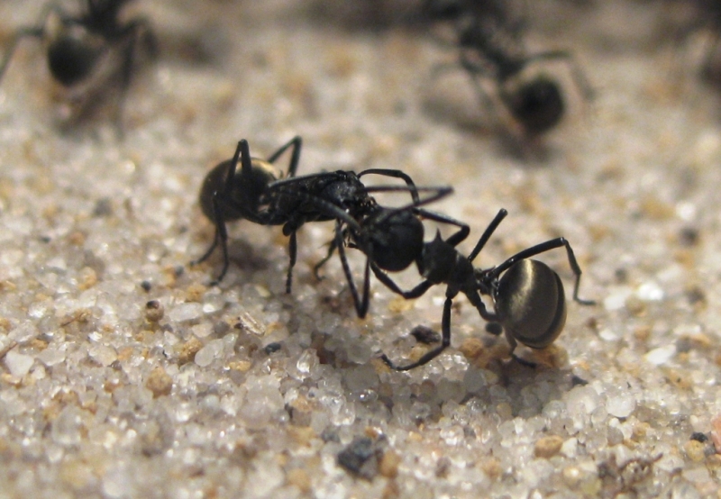 Polyrhachis dives Arbeiterinnen bei der Nahrungsweitergabe
