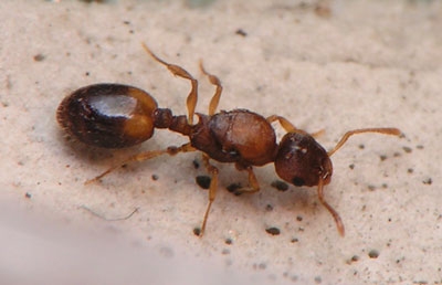 Temnothorax crassispinus / queen