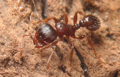 Tetramorium caespitum / Worker