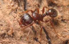 Tetramorium caespitum / Worker
