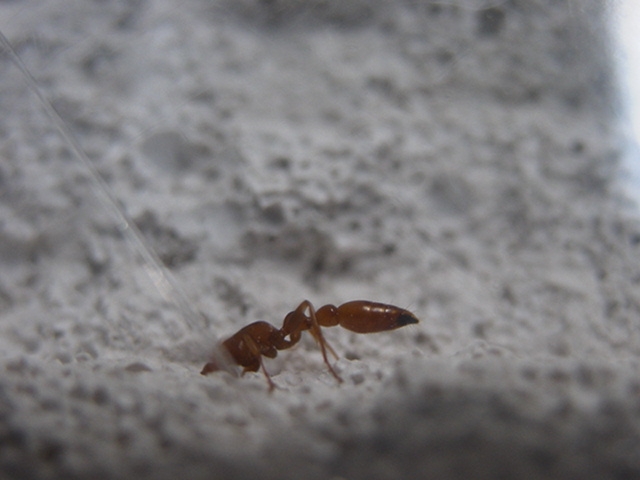 Tetraponera sp. / Kenia