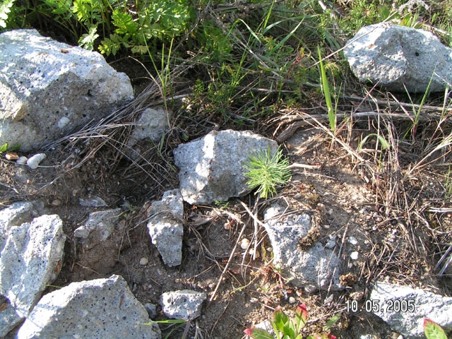 nest of Formica sanguinea