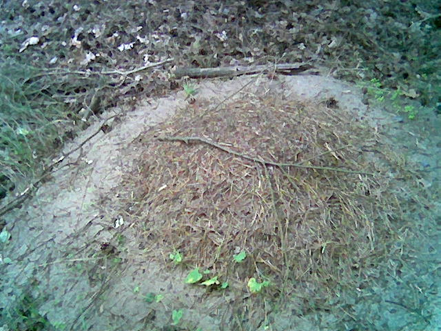 waldameisennest in der nähe von Berlin(freshausen)