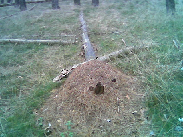 Ameisennest in derr nähe von berlin 2