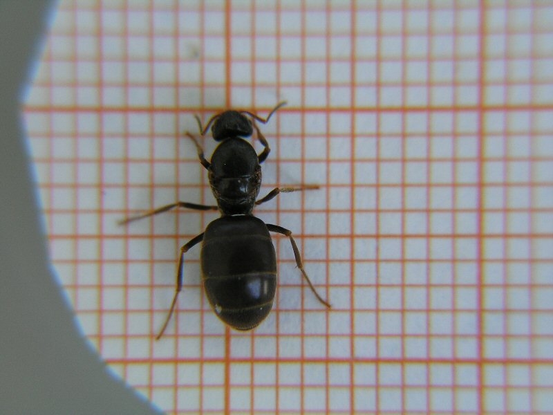 Lasius?