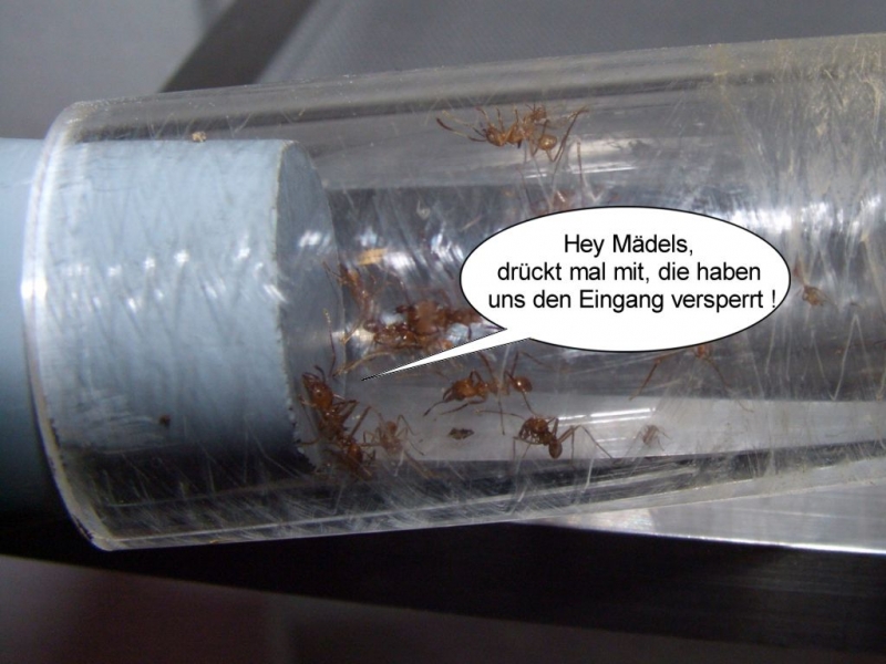 Attakolonie Zugang versperrt