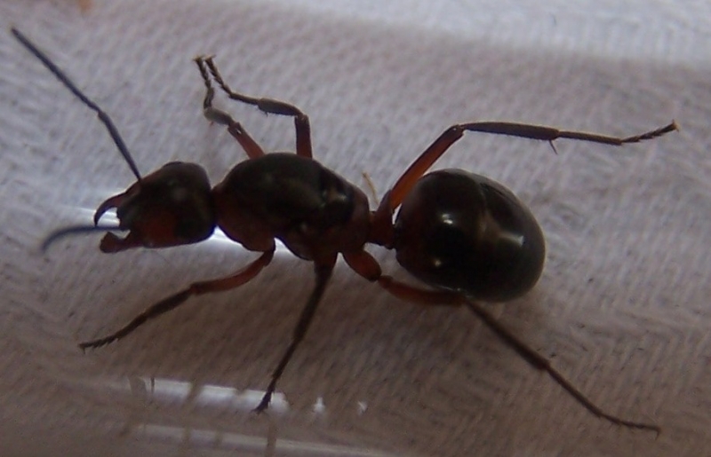 Formica Königinn