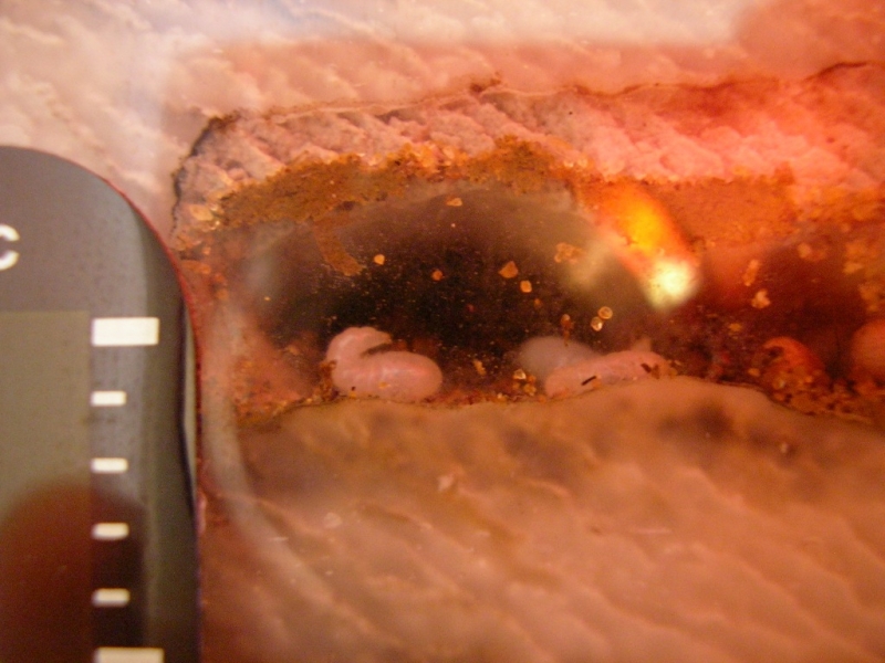 Blick ins Nest 2