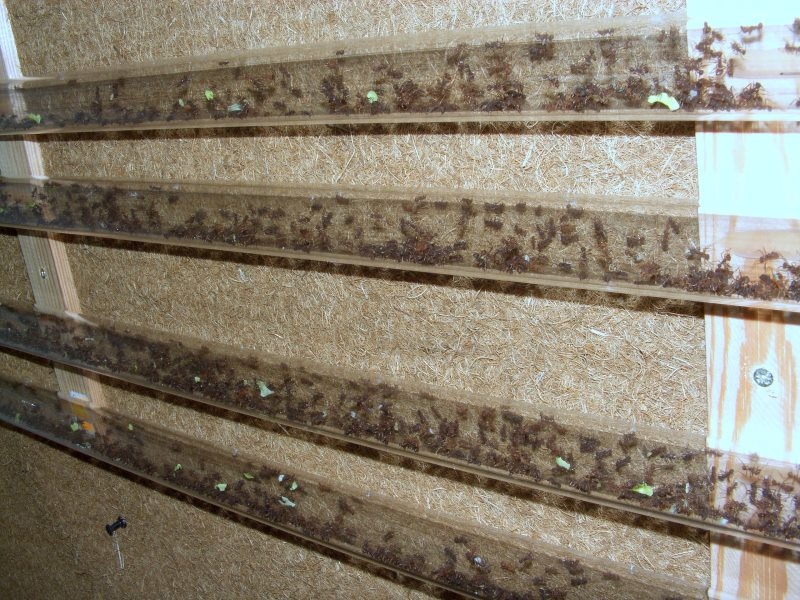 Acromyrmex 1