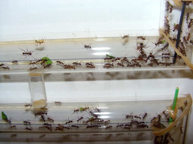 Acromyrmex 5