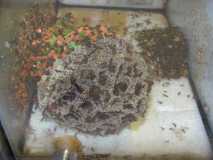 Acromyrmex spc. Pilz