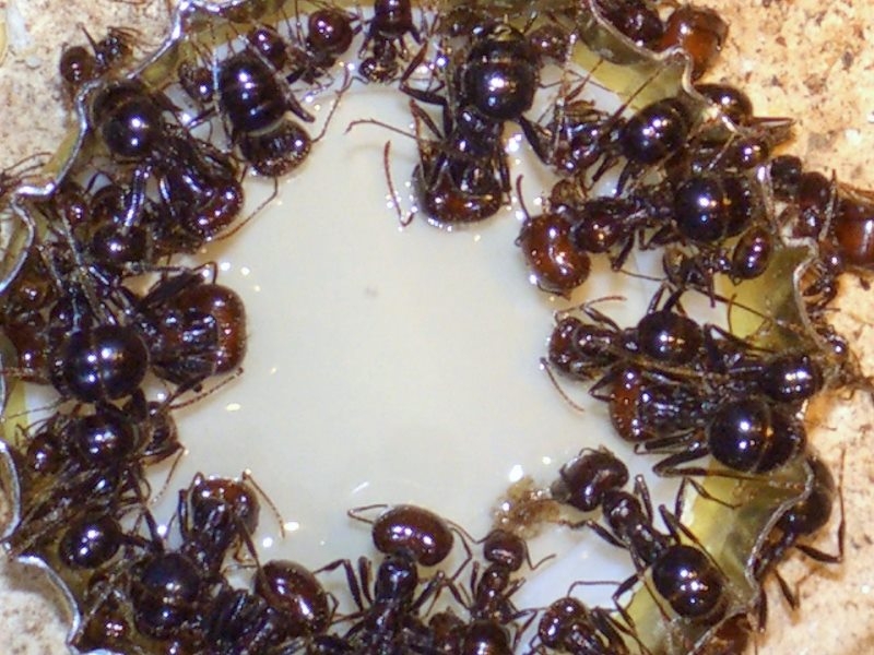 Messor barbarus