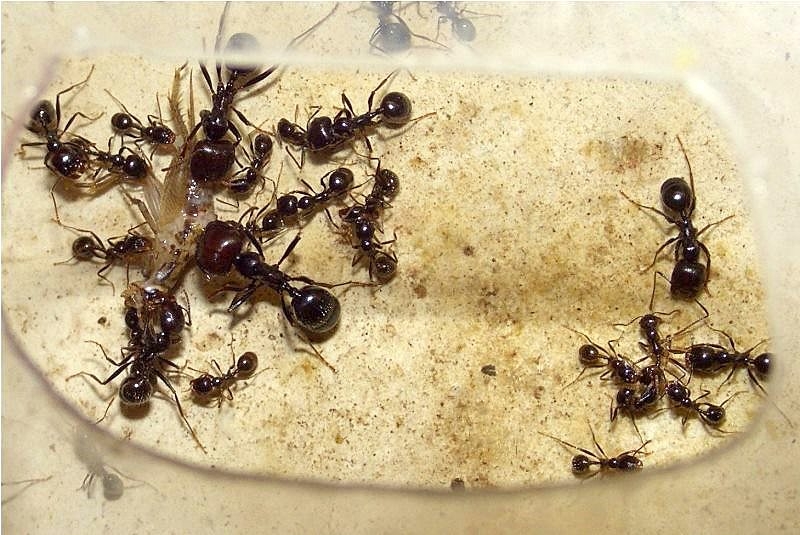 Messor barbarus
