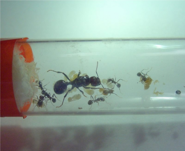 Messor barbarus