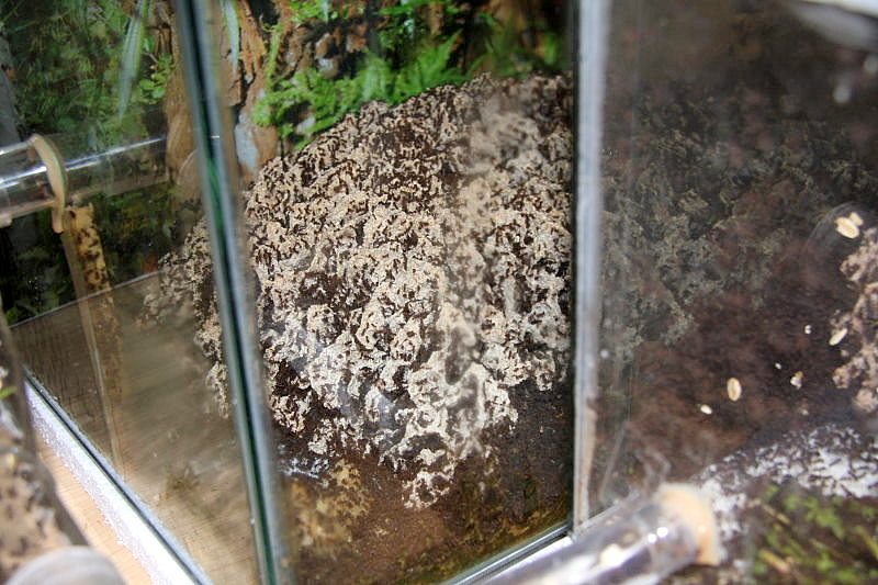 Acromyrmex spec. Pilz
