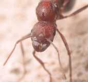Aphaenogaster cockerelli / Queen