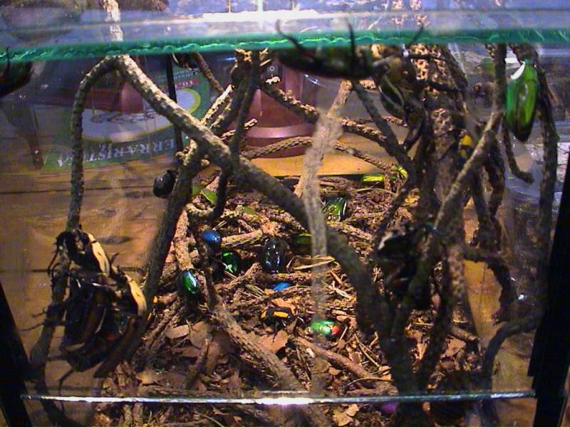 Hamm 09/2005, bunte Käfer