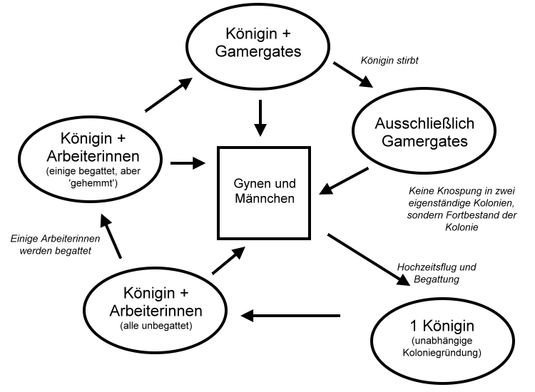 Harpegnathos saltator Kolonie Lebenszyklus