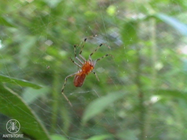 Amazonas kleine Spinne