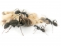 Preview: Camponotus parius