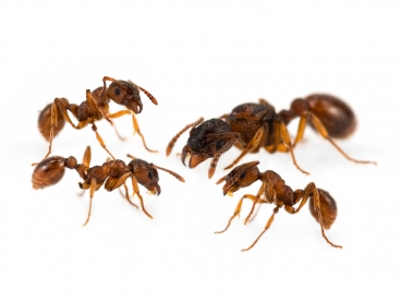 ANTSTORE - Ameisenshop - Ameisen kaufen - Klemmhalter - Federstahl