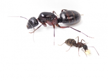 ANTSTORE - Ameisenshop - Ameisen kaufen - Klemmhalter - Federstahl