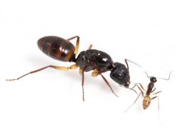 Camponotus Rufipes