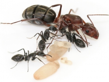 ANTSTORE - Ameisenshop - Ameisen kaufen - Buy ants and ant