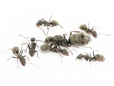ANTSTORE - Ameisenshop - Ameisen kaufen - Schlauch transparent 24