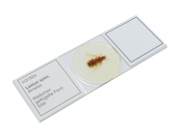 Micro-preparation - Lasius spec. - female winged - In3152d