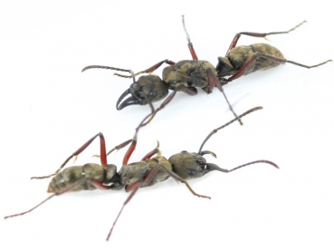 ANTSTORE - Ameisenshop - Ameisen kaufen - Ameisen und Ameisenkolonien aus  Amerika kaufen