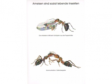 Poster: Ameisen sind sozial lebende Insekten
