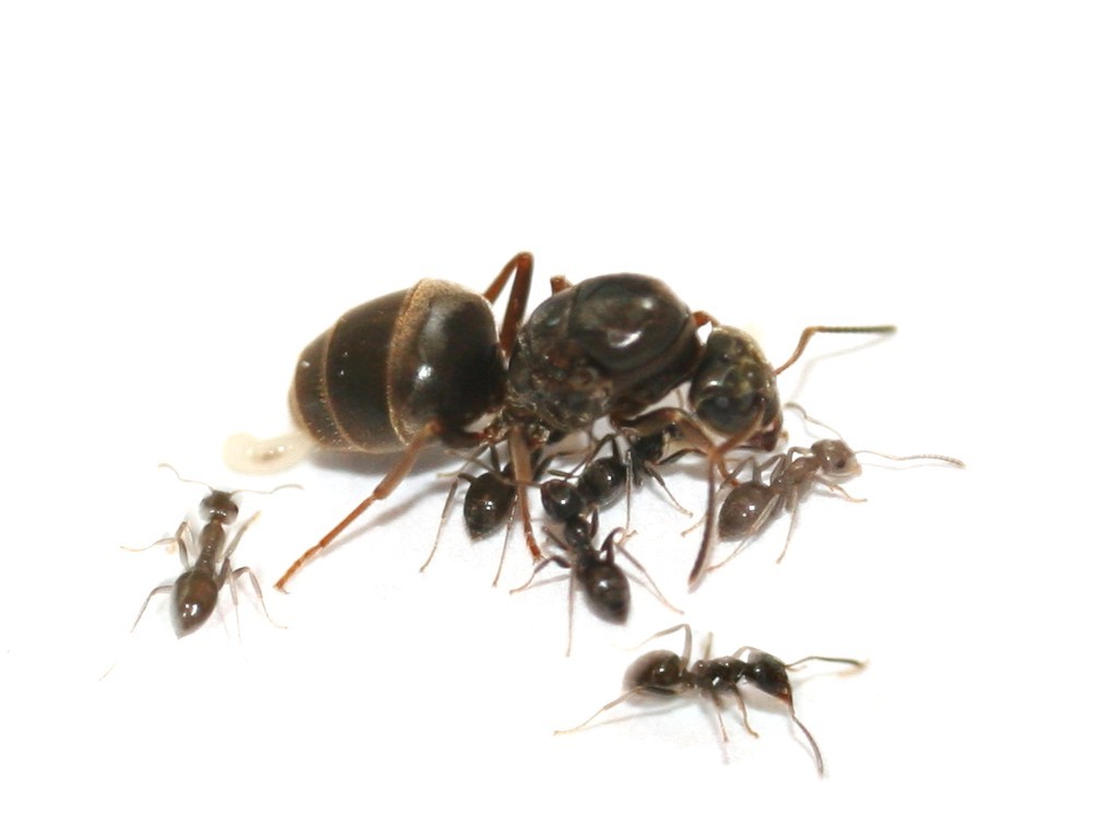 ANTSTORE - Ameisenshop - Ameisen kaufen - Lasius niger