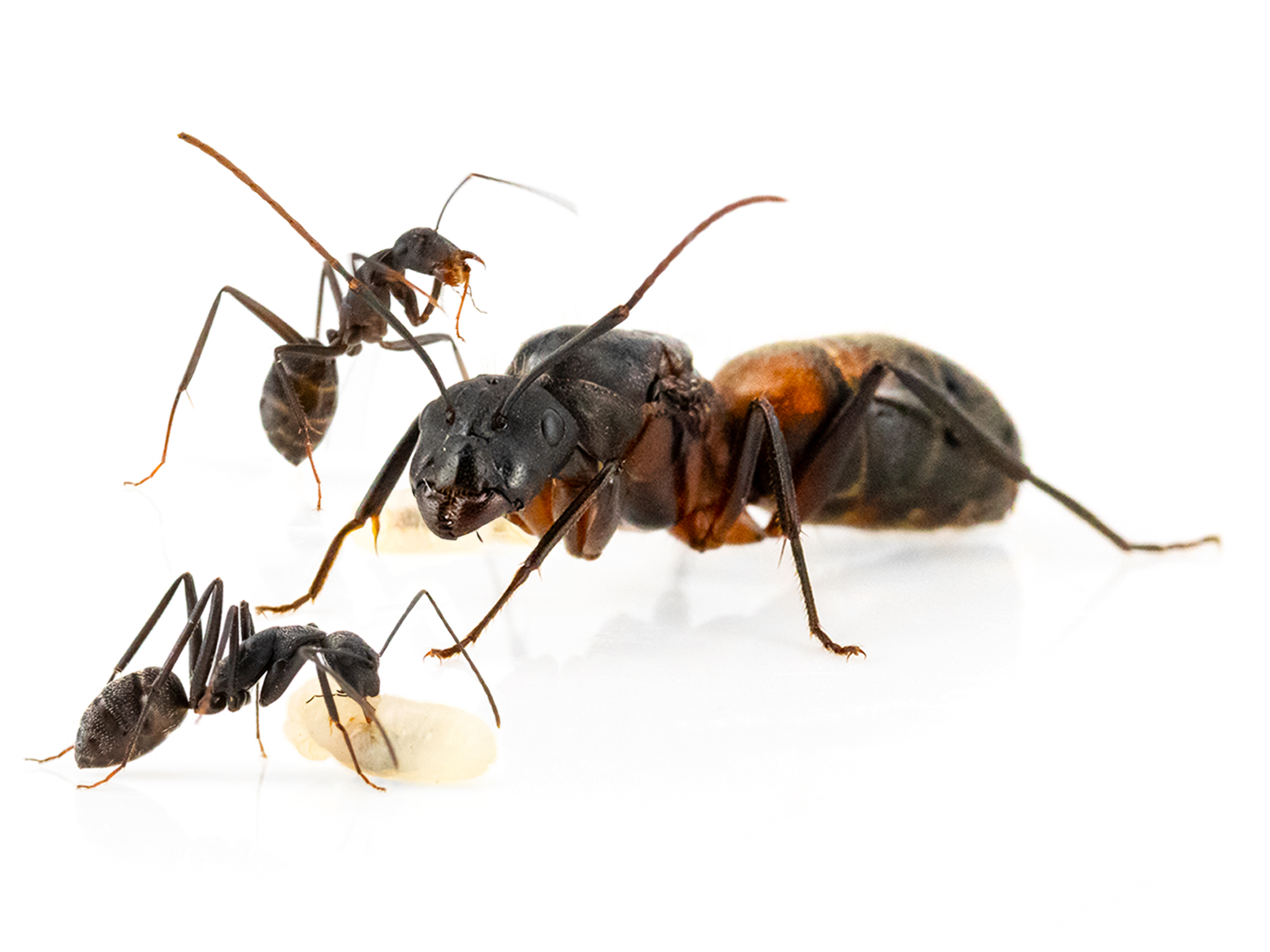 ANTSTORE - Ameisenshop - Ameisen kaufen - Camponotus cruentatus