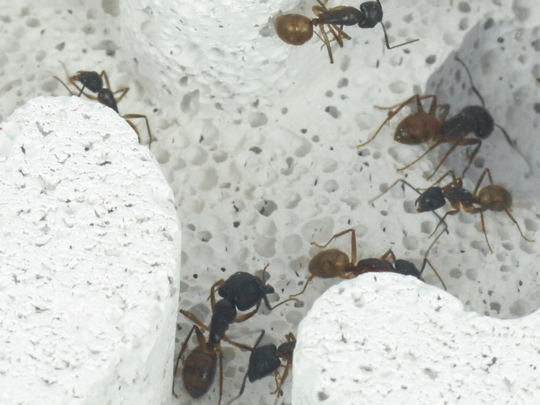 ANTSTORE - Ameisenshop - Ameisen kaufen - Ytongnest - 20x20